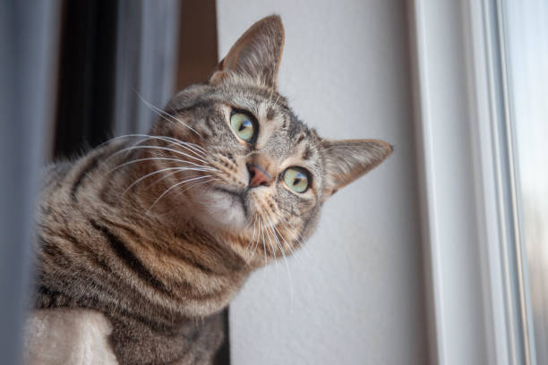 istock Maui cat in family 1295695602