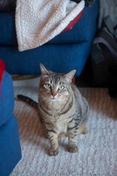 istock Maui cat in family 1295695603