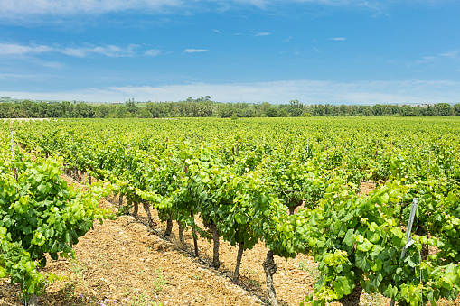 Field of vines with leaves with blue sky and clouds