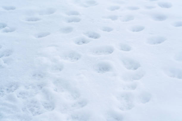 istock Cat tracks in the snow 1295695814
