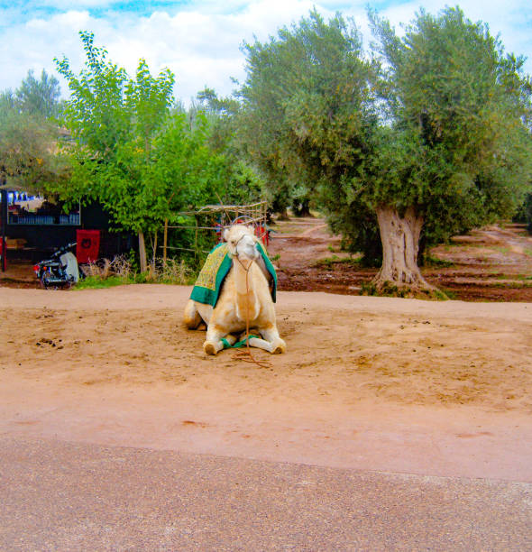 A camel by the side of the road