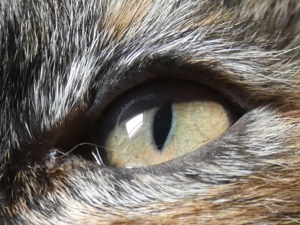 100+ Beauty Is In The Eye Of Beholder Stock Photos, Pictures
