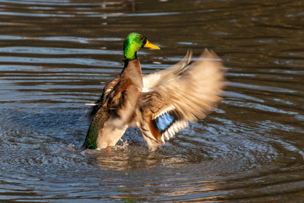 istock A duck lands on the pond 1295696773