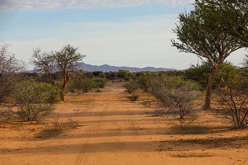 Lonely dirt road through the trees and shrubs in Namibia