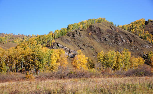 istock An autumn meadow with a low hill overgrown with coniferous trees. 1295696829