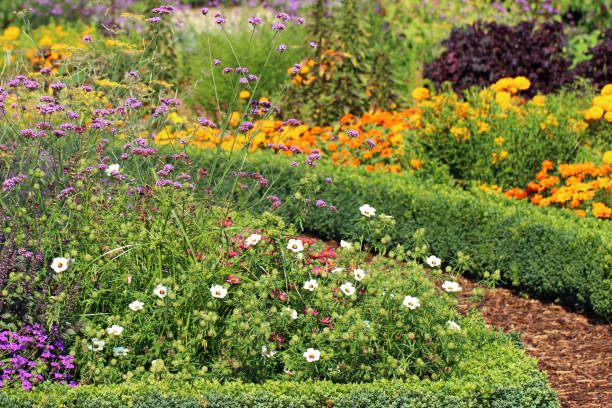 Photo showing a wicker basket filled with a variety of garden herbs, including sage, rosemary, thyme, mint, variegated mint, lavender, curry plant (helichrysum), bay, marjoram, oregano and lemon balm.