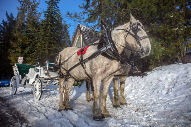 istock vintage horse carriage and coachman 1295697707