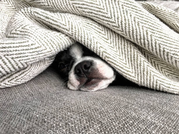 istock Sleepy Boston Terrier Dog Covered in Blankets 1295698418