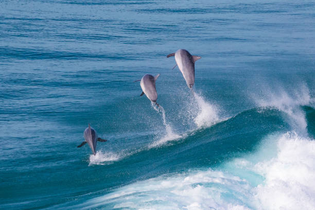 istock Three dolphins shooting out the back of a wave 1295698548