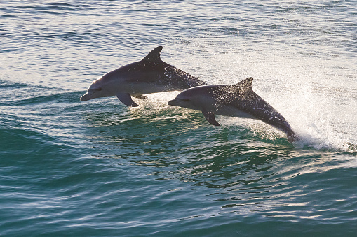 Two sparkling dolphins jumping in beautiful turquoise colored water at sunrise at Cabarita, Northern NSW, Australia