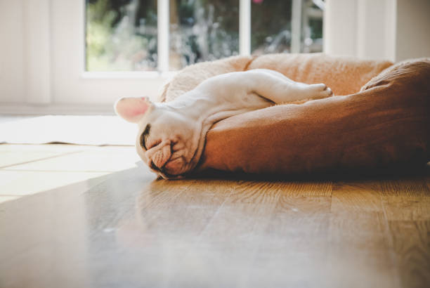8 weeks old French Bulldog puppy sleeping on dog bed Puppy napping on dog bed french bulldog puppies stock pictures, royalty-free photos & images