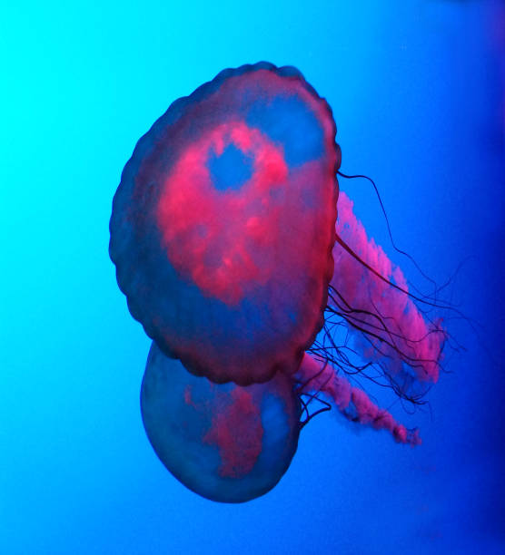 istock Colorful Jelly Fish 7 1295700215