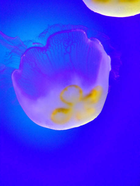 istock Colorful Jelly Fish 9 1295700244