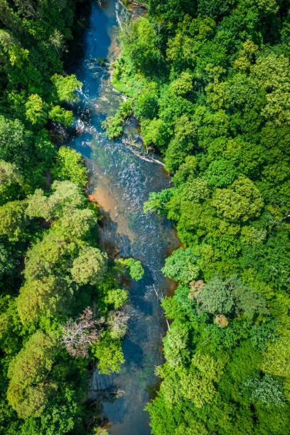 River and green forest in summer, aerial view River and green forest in summer, aerial view, Poland bory tucholskie stock pictures, royalty-free photos & images