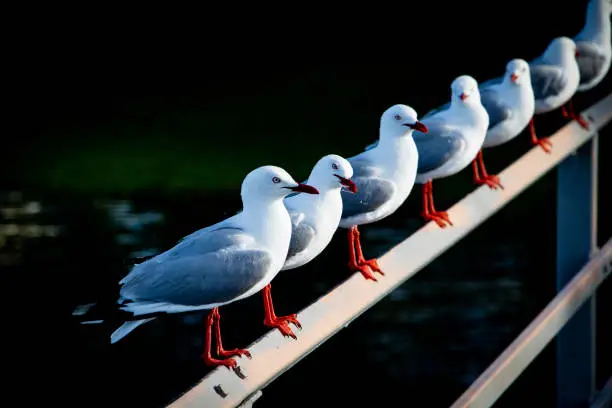 Close up of quirky seagulls on a rail.