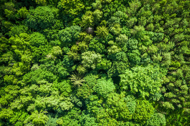 istock Top down view of trees in Poland 1295701436