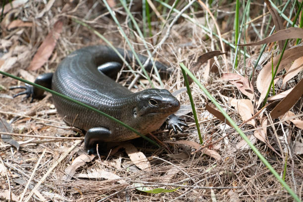 istock Land Mullet Lizard basking on a the side of a path. 1295702586