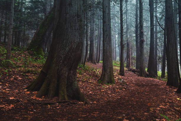 istock Forest Trail On Vancouver Island 1295703410