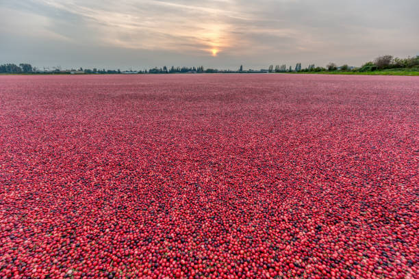 istock farm cranberry bog at sunset time 1295704143