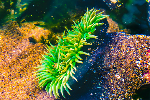 Colorful Green Anemone Low Tide Pools Marine Garden Haystack Rock Canon Beach Clatsap County Oregon.