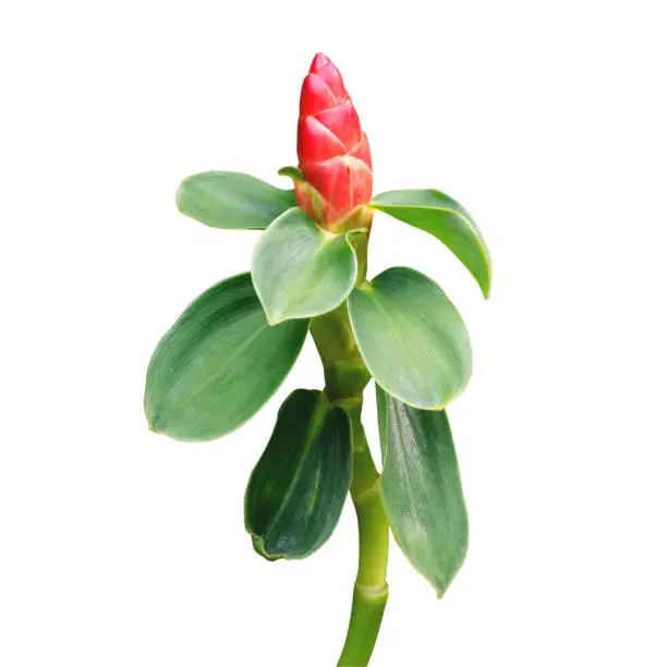 Costus speciosus or Malay Ginger with green leaf on white with working path