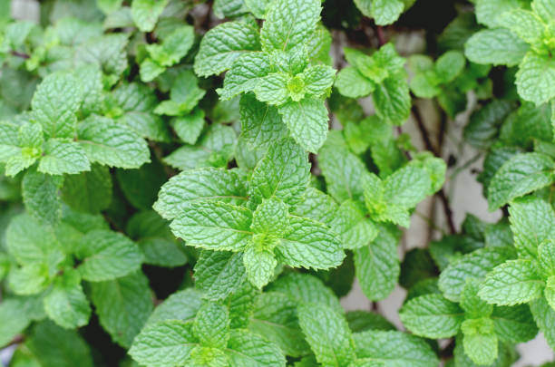 Peppermint or Kitchmint or Marsh mint in vegetable garden stock photo