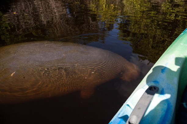 West Indian manatee Trichechus manatus swim West Indian manatee Trichechus manatus swim in the Orange River near a kayak in Fort Myers, Florida. manatus stock pictures, royalty-free photos & images