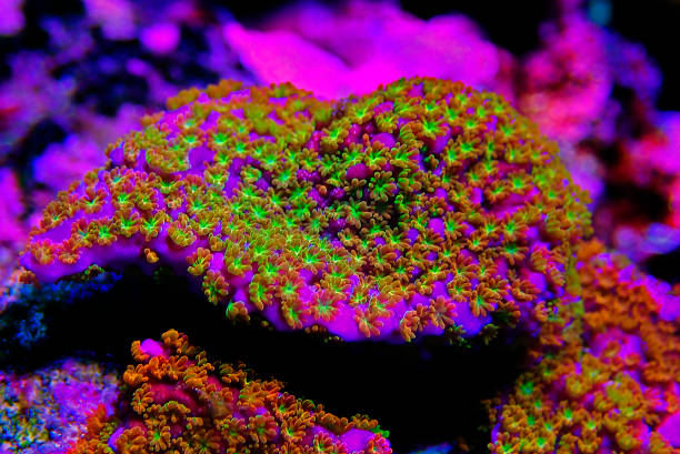 istock Ultra Macro polyps shot on Rainbow Montipora coral 1295711551