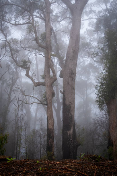 istock Misty woodland scene 1295711736
