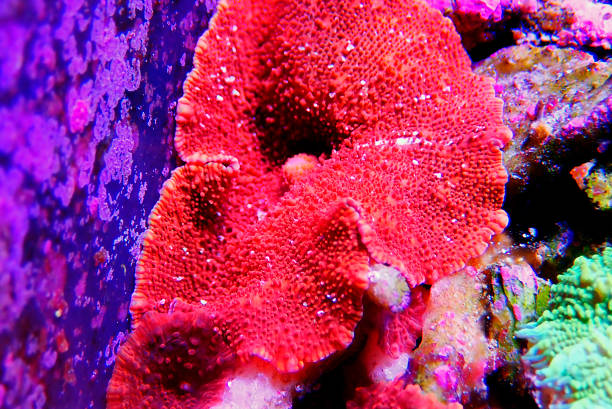 istock Ultra Red Discosoma Mushroom Coral - (Actinodiscus sp.) 1295712431