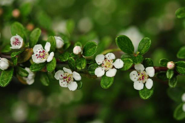 Cotoneaster flowers Cotoneaster blooming flowers cotoneaster horizontalis stock pictures, royalty-free photos & images
