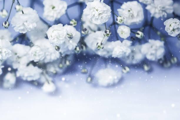 istock Gypsophila flowers 1295713303