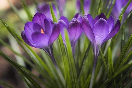 Crocus flowers in garden. Beautiful purple and yellow crocus flower on blurred background. Flowering background of bloom crocus in spring in flower garden. Floral background