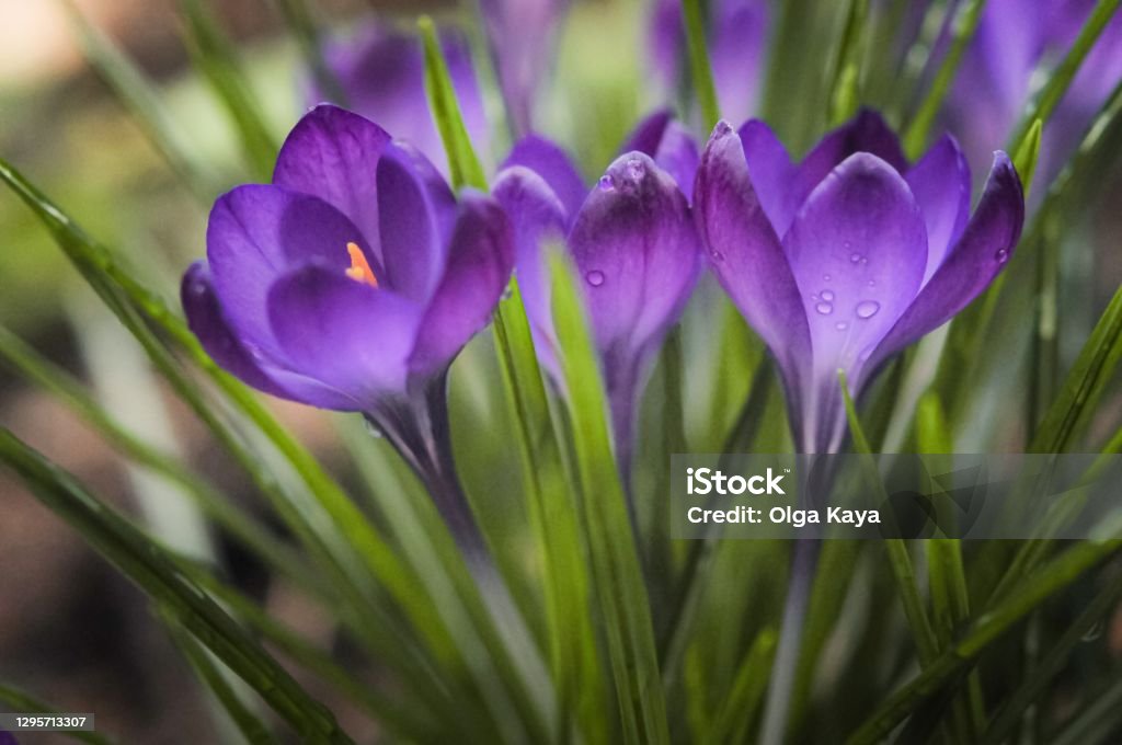 Purple crocus flowers Purple Crocus flowers Crocus Stock Photo