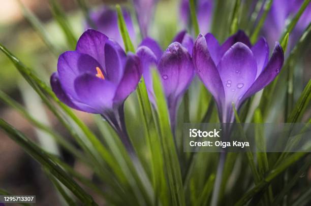 Purple Crocus Flowers Stock Photo - Download Image Now - Crocus, Snowdrop, Sunlight