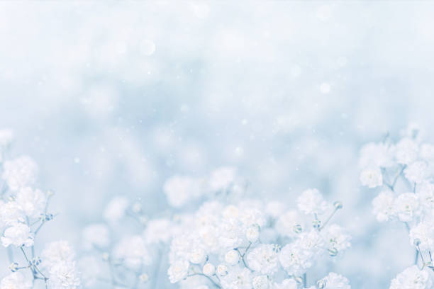 istock Gypsophila flowers 1295713343