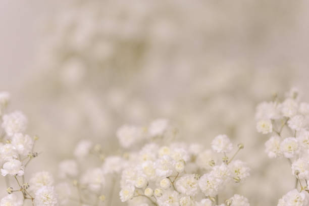istock Gypsophila flowers 1295713347
