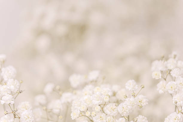 istock Gypsophila flowers 1295713349