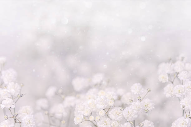 Gypsophila flowers