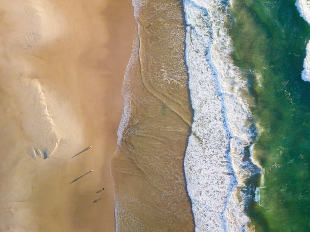 istock Walking the dogs with shadows along a beach 1295713437