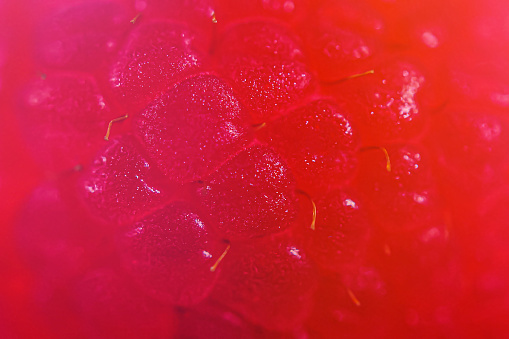 Raspberry extreme close up