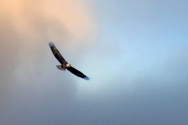 istock Eagle in flight against colorful sky 1295714332