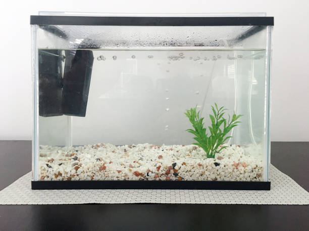 Aquarium fish tank full of water An aquarium fish tank full of water, plant, pebbles stones and air pump but without a fish in it. aquarium stock pictures, royalty-free photos & images