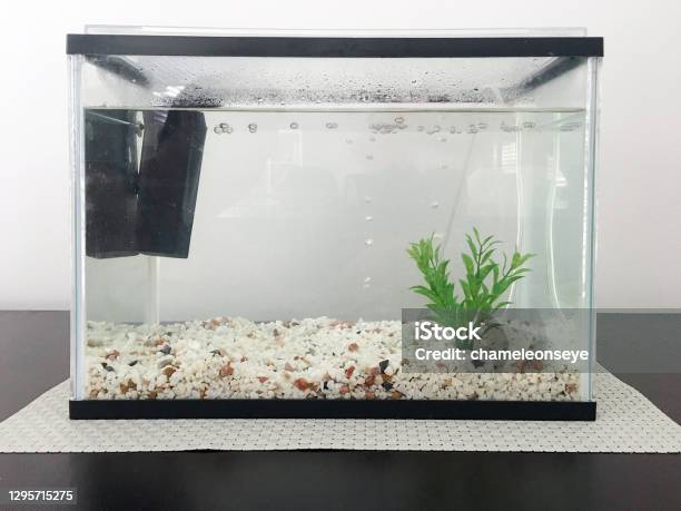 Aquarium Fish Tank Full Of Water Stock Photo - Download Image Now - Fish Tank, Aquarium, Domestic Life