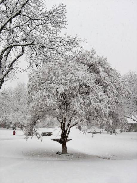 istock Snow-covered Crepe Myrtle in Texas 1295716267