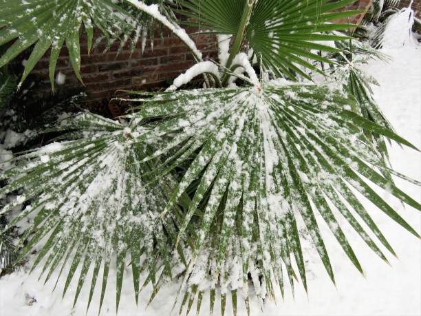 istock Snow-covered Fan Palm in Texas 1295716292