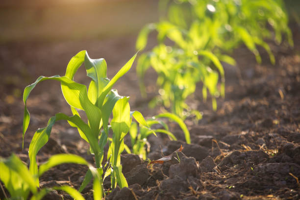 istock Organic corn planted in the garden with bright morning sunlight 1295717788
