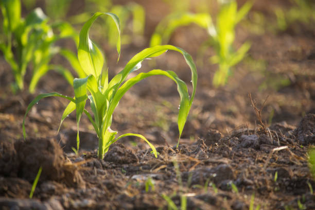istock Organic corn planted in the garden with bright morning sunlight. 1295717845