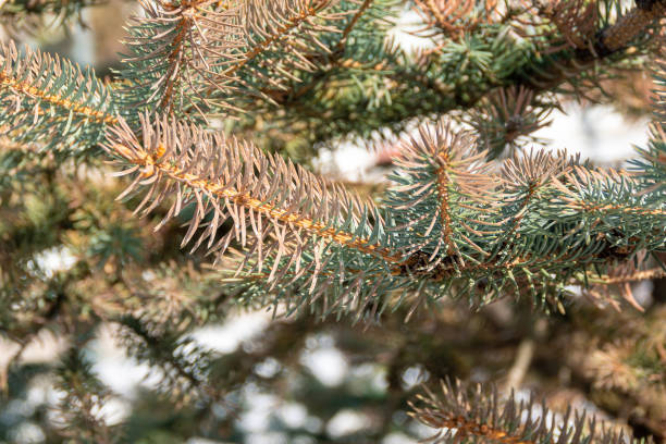 istock part of the blue spruce needles in spring became red, selective focus 1295718919