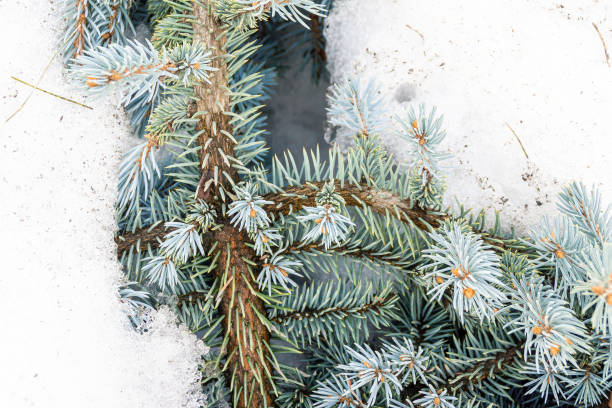 istock blue spruce with young shoots in spring 1295718950